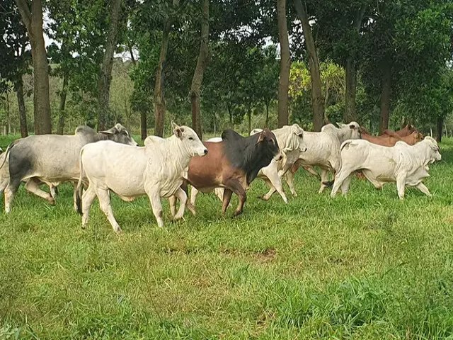 Protocolo de produo de carne reduz em 15% emisso de gs de efeito estufa