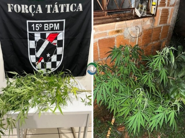 Em Maracaju, homem  preso aps ser flagrado cultivando 'ps de maconha'