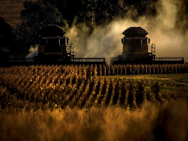 Lavouras de soja tomam conta do Brasil e ameaam produo de arroz, feijo e mandioca