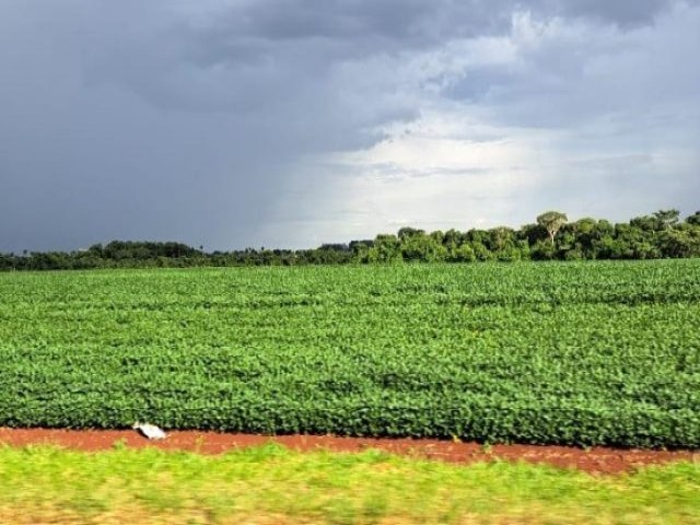 Prazo para cadastro de reas de plantio de soja encerra em 31 de janeiro em MS