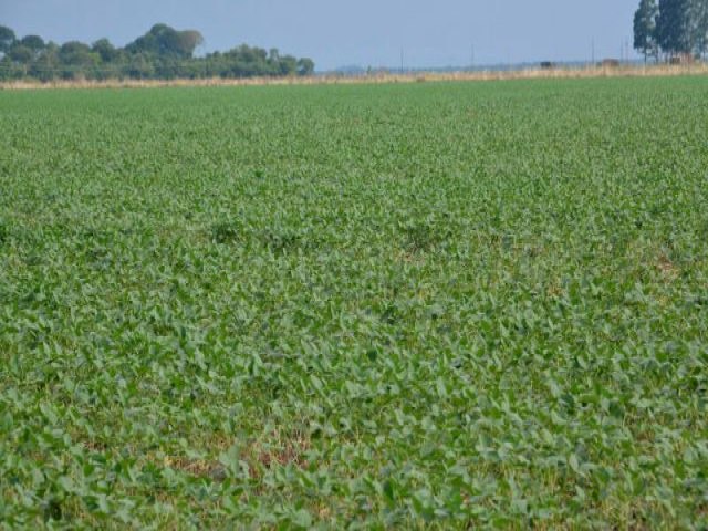 Na contramo do Pas, MS registra alta na valorizao das terras agrcolas