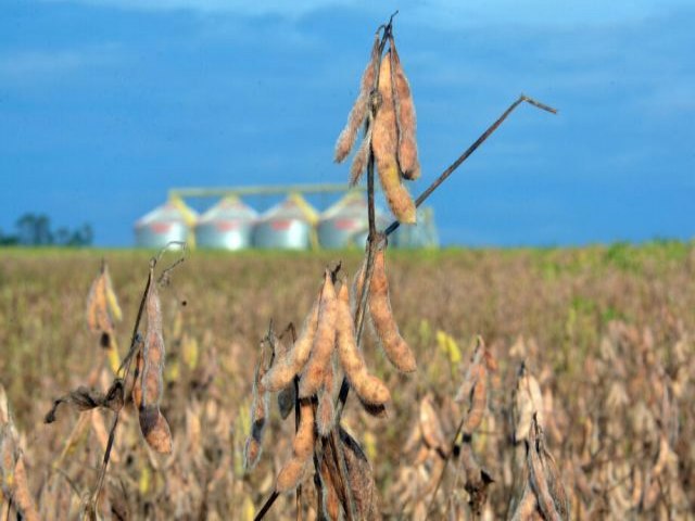 Com a saca da soja a R$ 88, prejuzo aos produtores pode chegar a R$ 5,8 bilhes