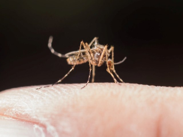 Brasil registra mais de 688 mil casos de dengue, segundo Ministrio da Sade