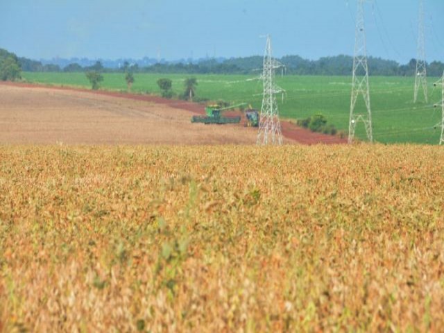 Colheita de soja acelera e chega a 30,1% em Mato Grosso do Sul