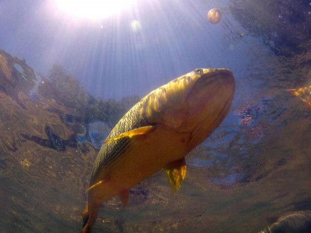 Deputados aprovam proibio da pesca do Dourado por mais um ano