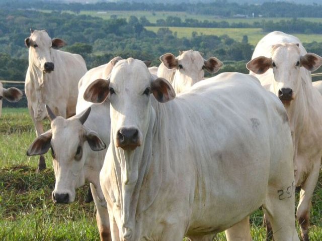 Arroba do boi registra o menor preo para fevereiro em 4 anos em Mato Grosso do Sul