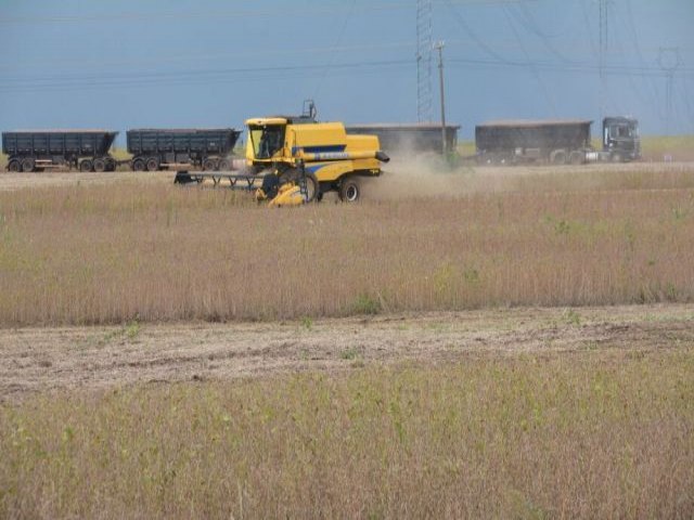 Agronegcio de Mato Grosso do Sul teve 10 empresas  beira da falncia em 2023