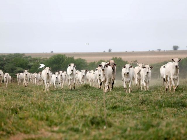 Mato Grosso do Sul abateu menos bovinos em 2023, segundo pesquisa