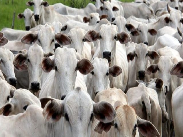 Ministrio da Agricultura confirma MS como rea livre de febre aftosa sem vacinao