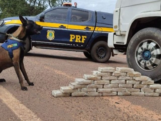 Com ajuda de ces farejadores, Polcia Rodoviria Federal apreende 36 kg cocana