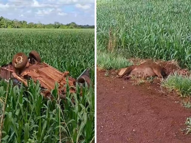 Jovem de 22 anos atropela porco, perde o controle e morre em capotamento na BR-267 em Maracaju