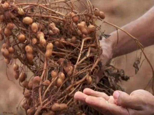 MS diversifica culturas e tem crescimento na produo de amendoim, mandioca, arroz e feijo