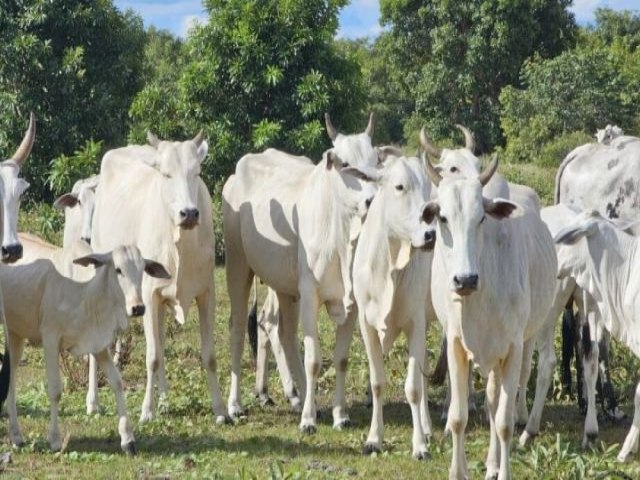 Programa Precoce MS: novo sistema de cadastramento de estabelecimentos rurais j est em vigor