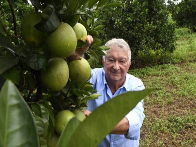 Produtores de laranja encontram em MS ambiente propcio e seguro para investir