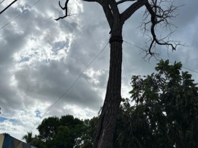 Smbolo cultural e histrico da cidade, P de Cedro morre em Coxim