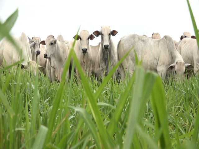 Nova linha de crdito vai apoiar produtores em converso de pastagens