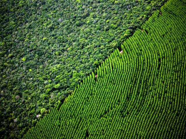 Mato Grosso do Sul pode ganhar sua quinta planta de celulose