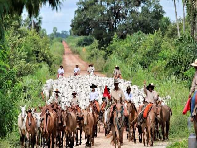 Iagro define regras para transportar gado aps MS ganhar selo de livre da aftosa sem vacina