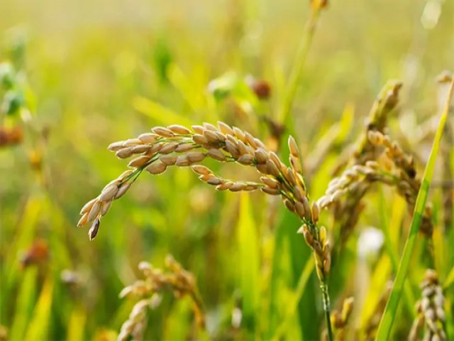 Chuvas no RS: ministro da Agricultura anuncia importao de 1 milho de toneladas de arroz