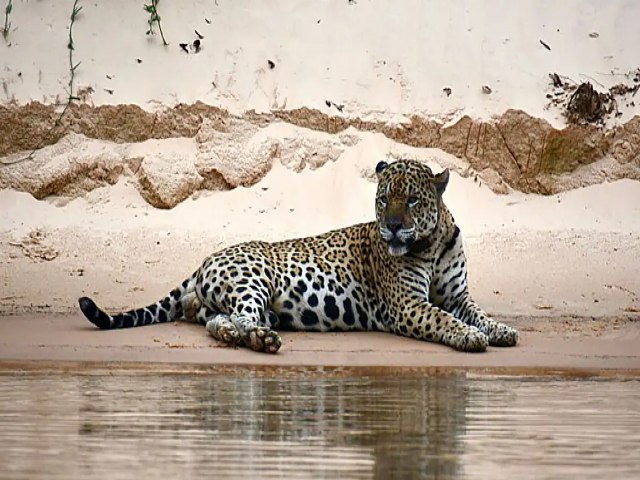 Pantanal vive situao crtica de escassez de gua; oua