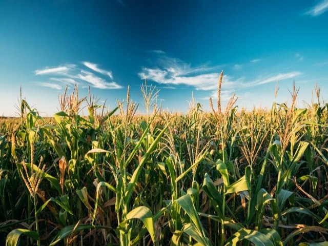 Famasul indica que mais de 40% do milho do MS no est em boas condies e alerta para seca, granizo e geada