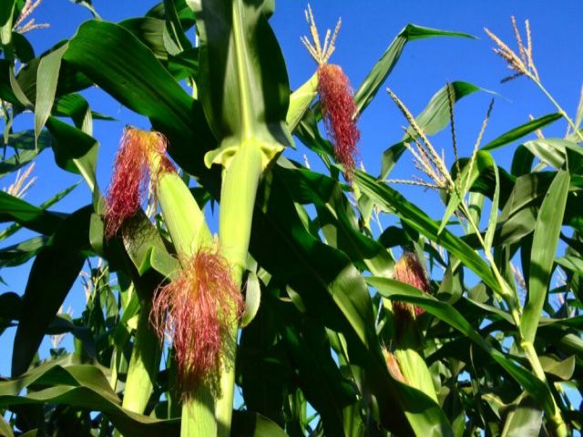 Produo agrcola de Mato Grosso do Sul deve ter quebra de 20,1% neste ano