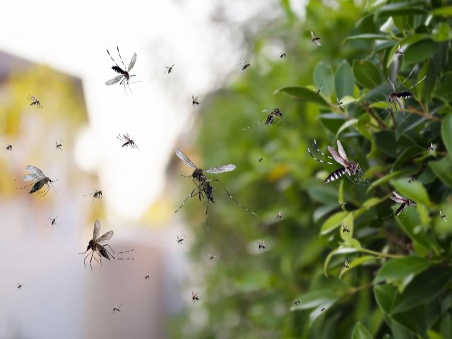 Crescimento da febre Oropouche no pas acende alerta em Mato Grosso do Sul