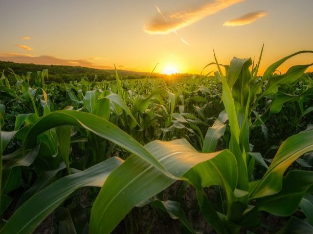 Famasul indica queda da qualidade do milho em partes do Mato Grosso do Sul