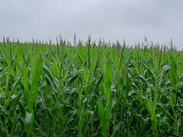 Associao aponta que falta de chuva fez lavoura do milho perder 14,2% de sua produtividade