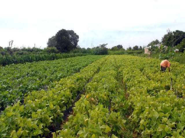 Agricultura familiar poder fornecer itens para cestas a serem entregues em MS