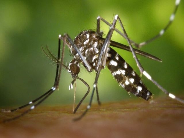 Mais quatro mortes por dengue so confirmadas em Mato Grosso do Sul