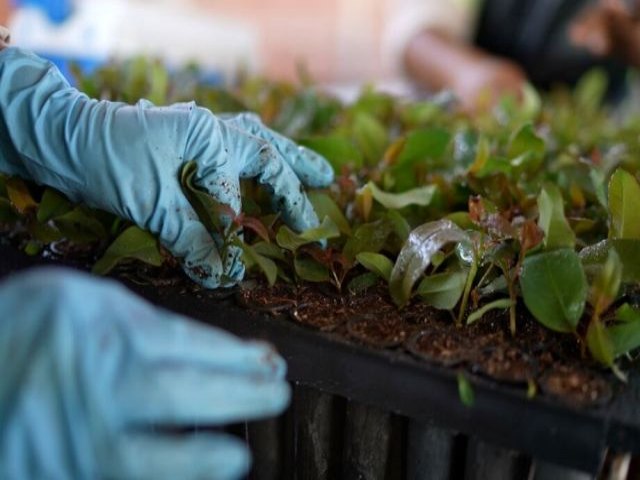 Otimizao de recursos  foco para sustentabilidade na produo agropecuria em MS