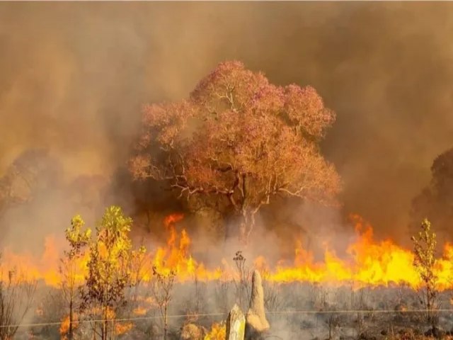 Incndios que j consumiram 486,4 mil hectares no Pantanal foram criminosos