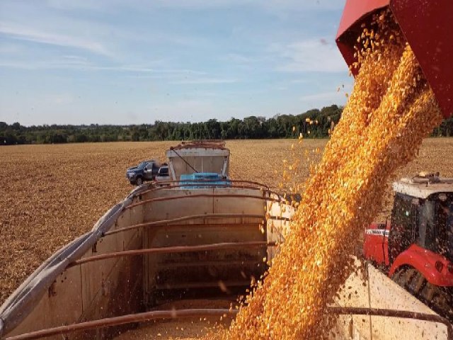 Colheita do milho da segunda safra atinge 4,2% da rea total prevista em Mato Grosso do Sul