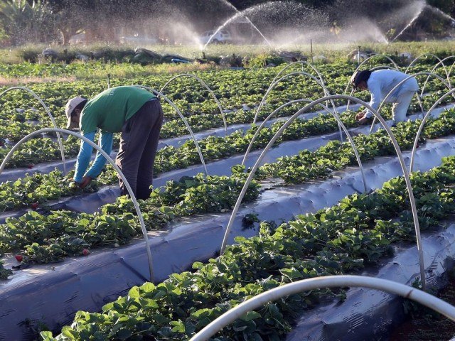 Agricultura familiar produz 70% dos alimentos, segundo levantamento; oua: