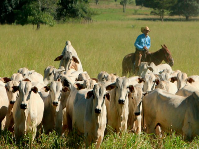 Pesquisa indica queda de trabalhadores no setor agropecurio em MS