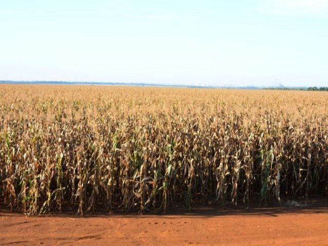 Chegada do inverno preocupa produtores de milho de Mato Grosso do Sul