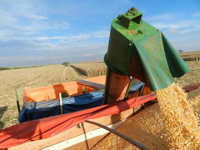 Colheitas do milho continuam avanando aponta a Conab; negcios seguem lentos