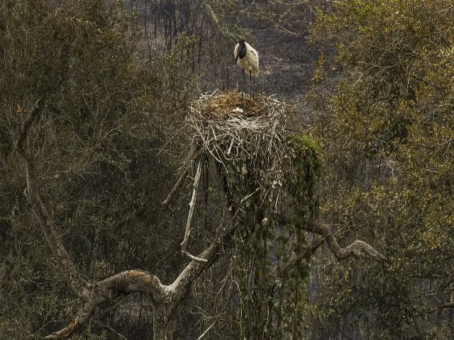 Pantanal tem 1 semestre com mais incndios em 26 anos; oua: