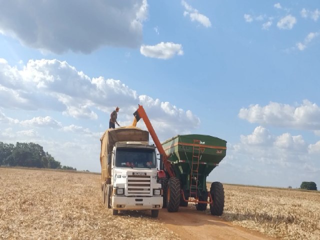 Colheita do milho de segunda safra atinge 15,3% da rea total plantada em Mato Grosso do Sul