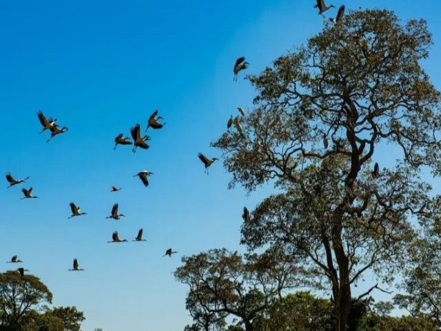 Senado aprova Estatuto do Pantanal para conservao e uso sustentvel do bioma