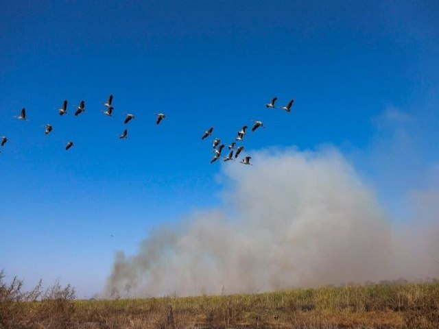 Boletim informativo indica que chuva pode cair no Pantanal na prxima semana