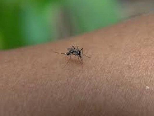 Estado segue sem mortes por dengue pela 4 semana seguida, mostra boletim epidemiolgico