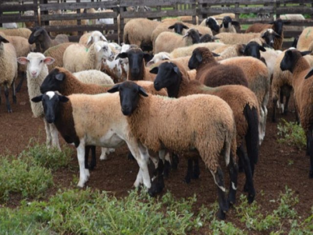 Iagro estabelece normas para trnsito de ovinos e caprinos aps MS ser reconhecido rea livre de febre aftosa