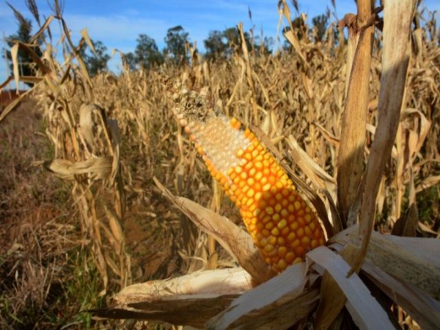 Frio tardio livra agricultores de MS de mais perdas com a safrinha de milho