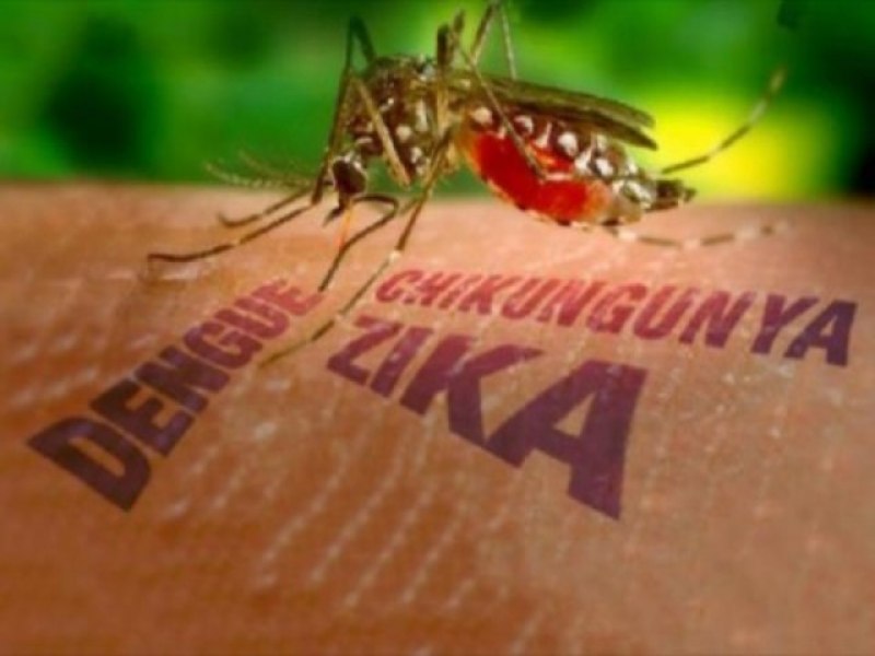 Boletim informativo Arboviroses Maracaju: Dengue Zika e Chikungunya-2024