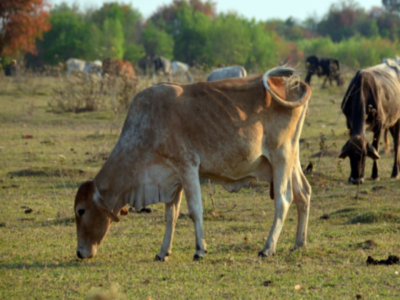 STF define base de clculo do Funrural e impacta bilhes em restituies