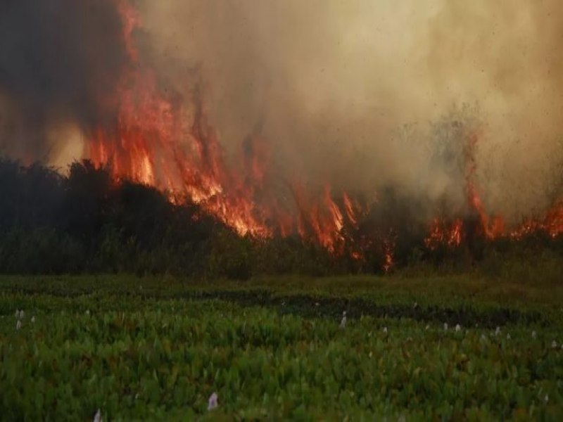 Chuva favorece e fora-tarefa  desmobilizada no Pantanal aps incndios