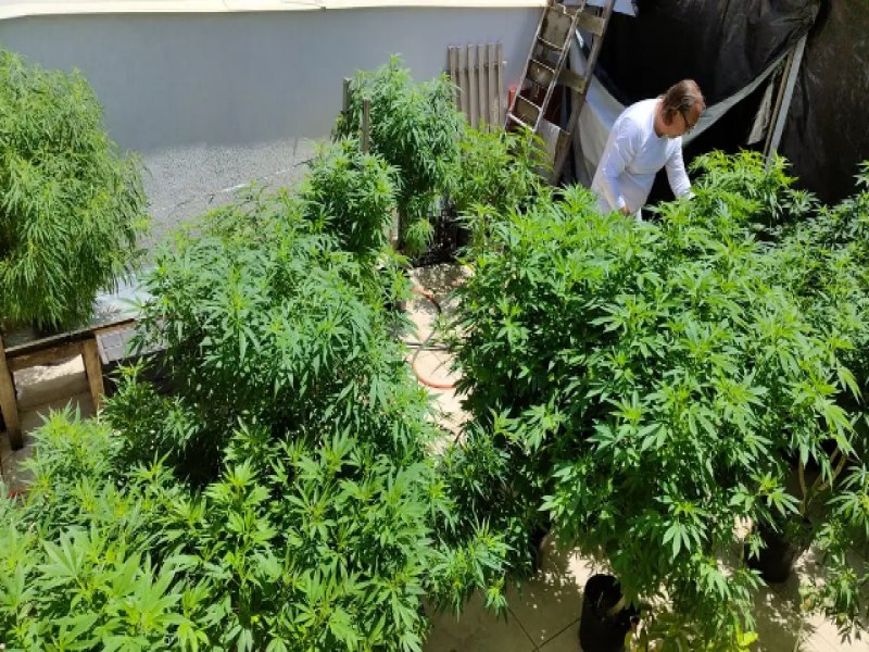 STJ autoriza importao e cultivo de sementes de cannabis medicinal; oua: