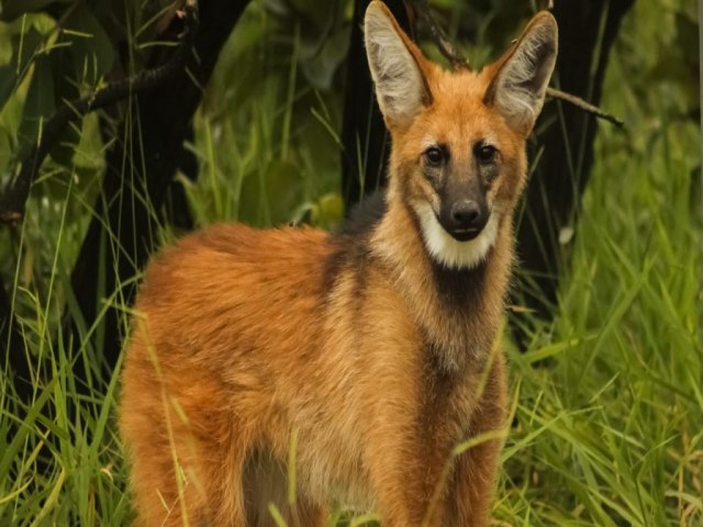 Nova Raposo e Rota Sorocabana preveem passagens de fauna nas estradas paulistas